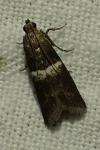 Elegia atrifasciella / Elegia similella