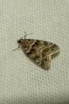 Eudonia mercurella