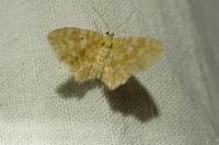 Hydrelia flammeolaria
