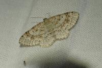 Hydrelia sylvata