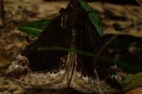 Hypena crassalis