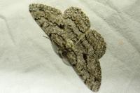 Hypomecis roboraria