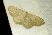 Idaea aversata