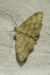 Idaea biselata