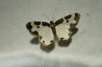 Lomaspilis marginata