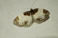 Mesoleuca albicillata