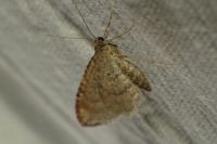 Nycterosea obstipata