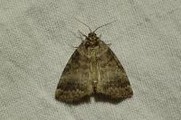 Ochropacha duplaris