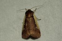 Ochropleura plecta