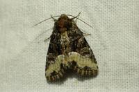 Oligia latruncula / Oligia strigilis / Oligia versicolor