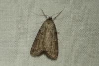Pachycnemia hippocastanaria