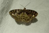 Parectropis similaria