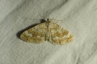 Perizoma flavofasciata