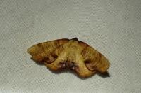 Plagodis dolabraria