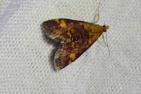 Pyrausta aurata