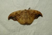 Sabra harpagula