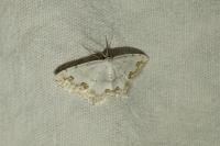 Scopula ornata