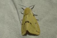 Spilarctia lutea