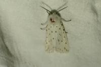 Spilosoma lubricipeda