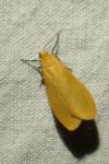 Wittia sororcula