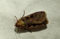 Xestia ditrapezium