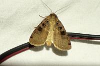 Xestia triangulum