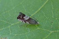 Grapholita compositella