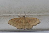 Idaea rubraria