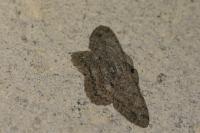 Hypomecis punctinalis