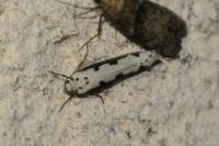 Ethmia bipunctella