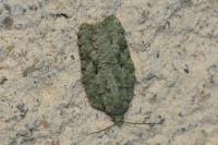 Acleris literana