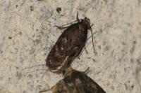 Depressaria