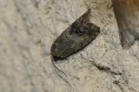 Cydia splendana