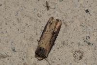 Axylia putris