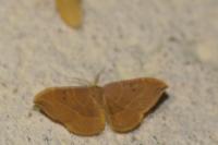 Watsonalla binaria