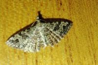 Alucita hexadactyla