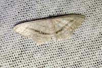 Idaea mediaria