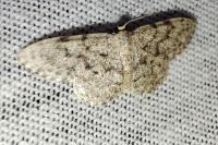 Idaea cervantaria