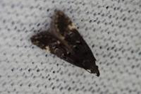 Dichomeris alacella