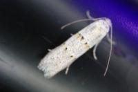 Symmocoides oxybiella