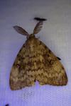 Lymantria dispar