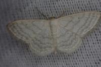 Idaea subsericeata