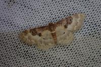 Idaea mustelata