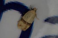 Odites kollarella