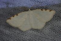 Stegania trimaculata