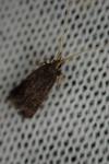 Lecithocera nigrana