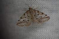 Eumannia oranaria