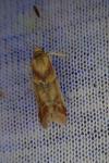 Ancylosis cinnamomella