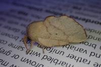 Phyllodesma suberifolia