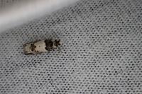 Epinotia thapsiana